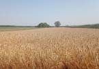 Dabas - 47000 m2 - 470 000 000 Ft