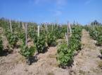 Tokaj - 0 m2 - 48 000 000 Ft
